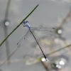 J01_2068 Lestes praemorsus decipiens